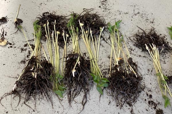 Runner Bean Seedlings